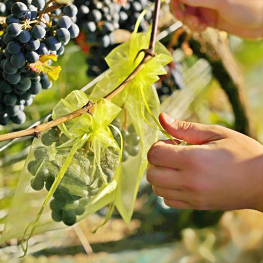 Choisir la bonne taille de sac pour les raisins